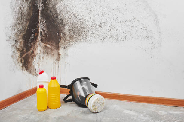 Best Certified Mold Removal  in Somerdale, NJ