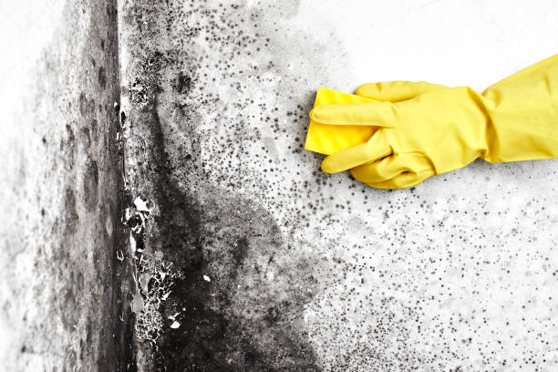 Best Residential Mold Removal  in Somerdale, NJ