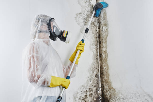 Best Professional Mold Removal  in Somerdale, NJ