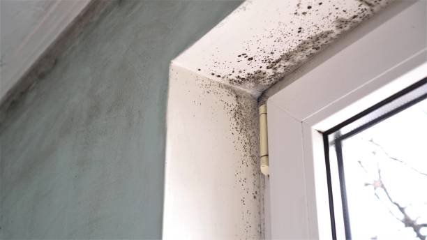 Best Commercial Mold Removal  in Somerdale, NJ