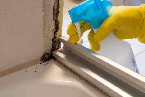 Best Mold Remediation Services  in Somerdale, NJ