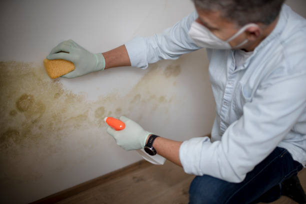 Best Mold Remediation Experts  in Somerdale, NJ