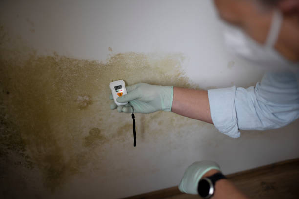 Best Mold Removal and Inspection  in Somerdale, NJ