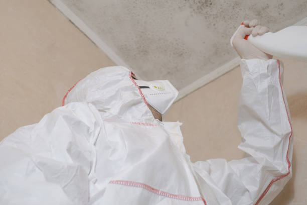 Best Mold Removal Company Near Me  in Somerdale, NJ