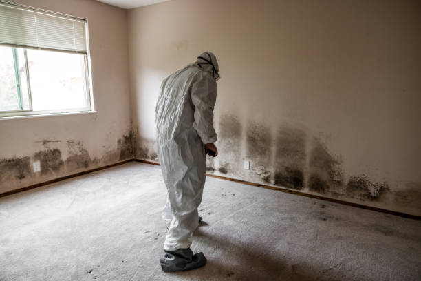 Best Professional Mold Removal  in Somerdale, NJ