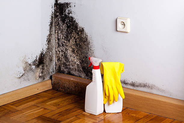 Best Mold Cleaning Services  in Somerdale, NJ