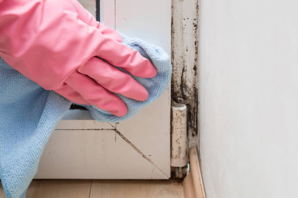 Best Home Mold Removal  in Somerdale, NJ